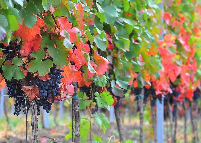 Vinarsky Andre 4* Velké Pavlovice